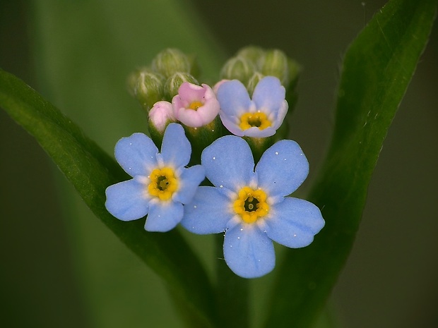 nezábudka Myosotis sp.