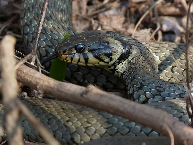 užovka obojková Natrix natrix