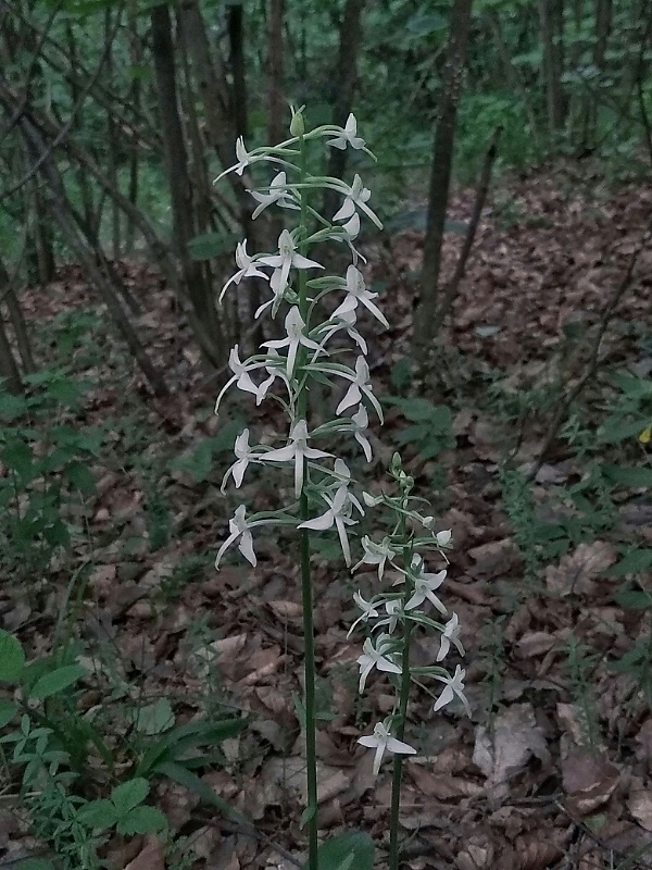 vemenník dvojlistý Platanthera bifolia (L.) Rich.