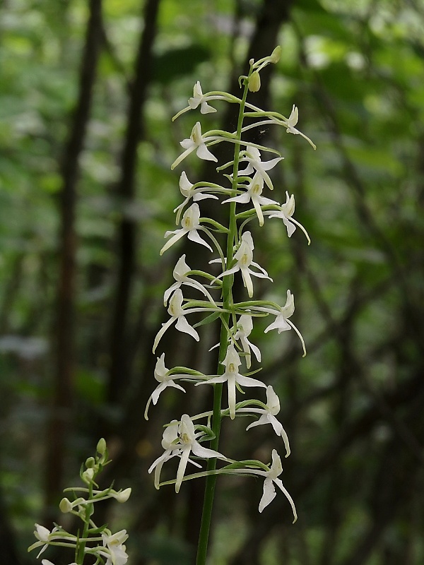 vemenník dvojlistý Platanthera bifolia (L.) Rich.