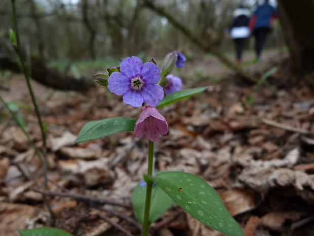 pľúcnik lekársky Pulmonaria officinalis L.