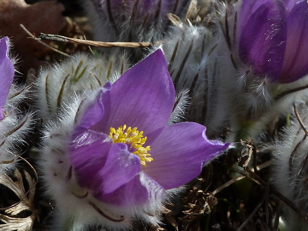 poniklec veľkokvetý Pulsatilla grandis Wender.