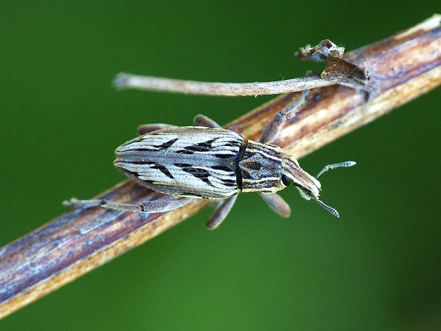 nosatec Coniocleonus nigrosuturatus