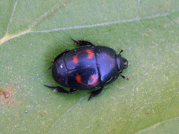 zdochlinár Hister quadrimaculatus