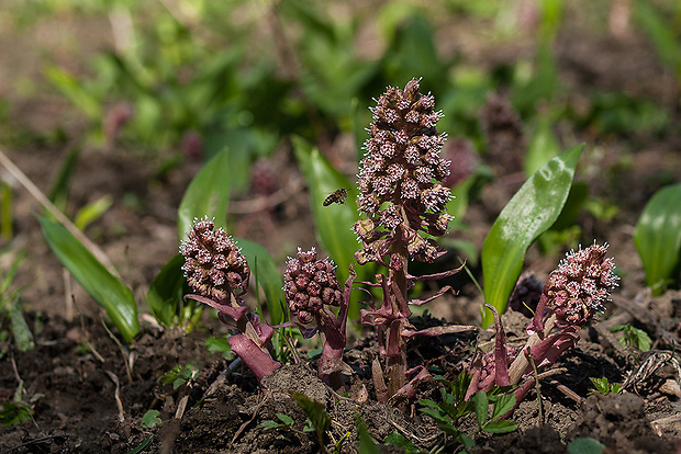 deväťsil lekársky Petasites hybridus (L.) P. Gaertn., B. Mey. et Scherb.