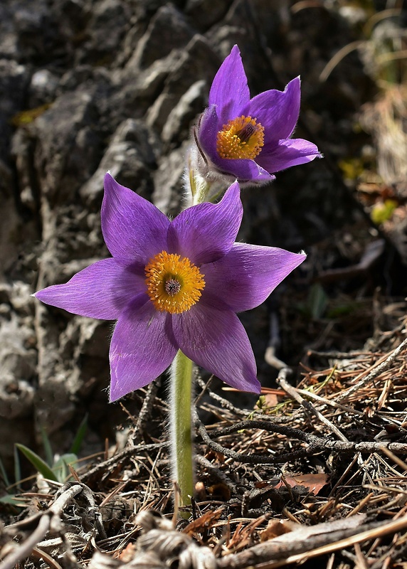 poniklec slovenský Pulsatilla slavica Reuss