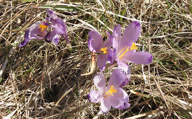 šafran spišský Crocus discolor G. Reuss