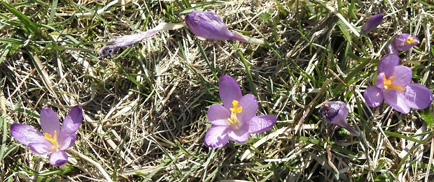 šafran spišský Crocus discolor G. Reuss