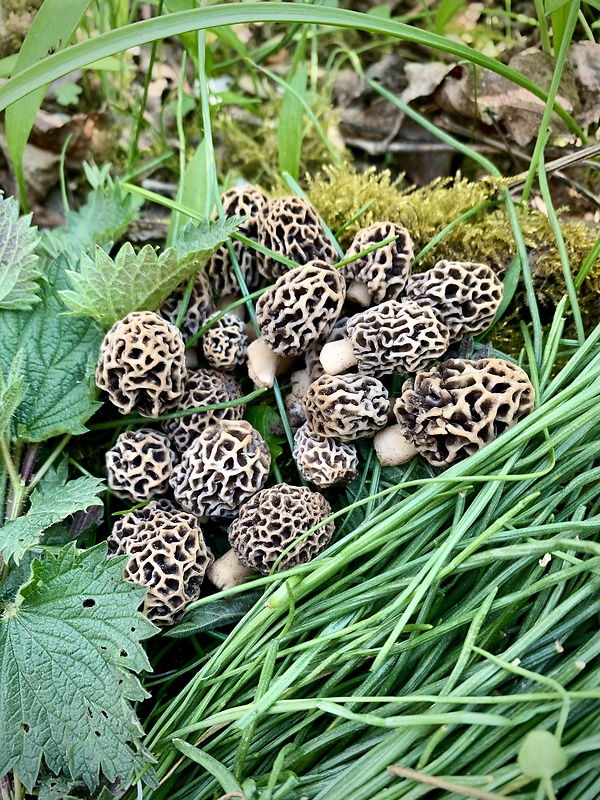 smrčok jedlý Morchella esculenta (L.) Pers.