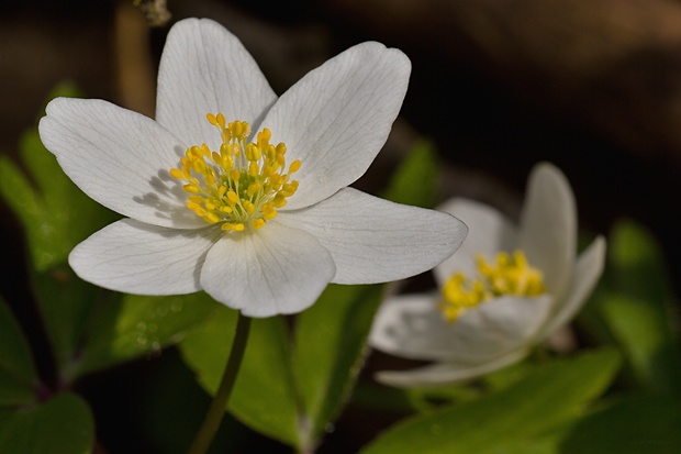 veternica hájna Anemone nemorosa L.