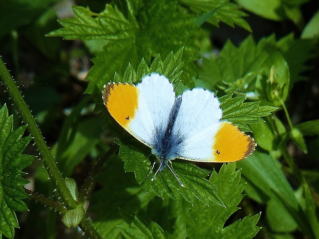 mlynárik žeruchový Anthocaris cardamines