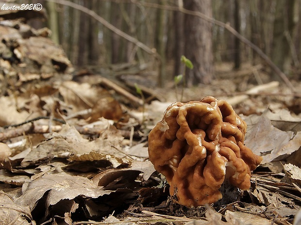 ušiak obrovský Gyromitra gigas (Krombh.) Cooke