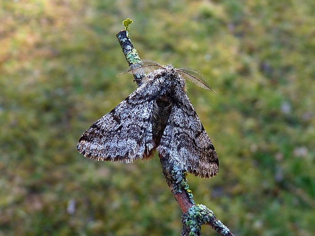 piadivka chlpatá Lycia hirtaria