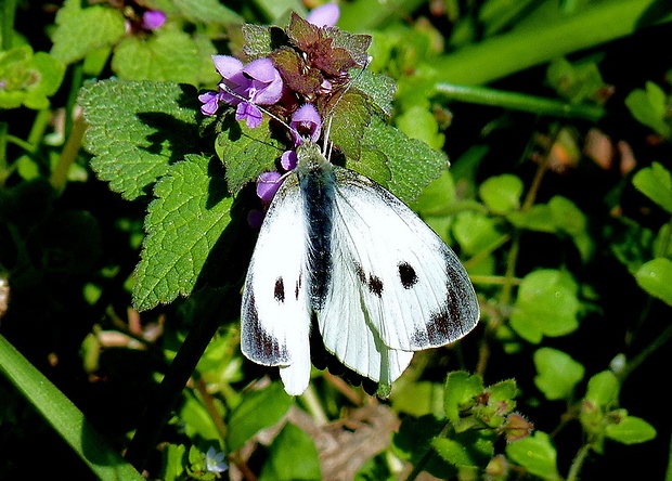 mlynárik kapustový Pieris brassicae