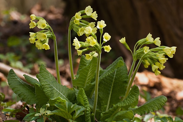 prvosienka vyššia Primula elatior (L.) L.