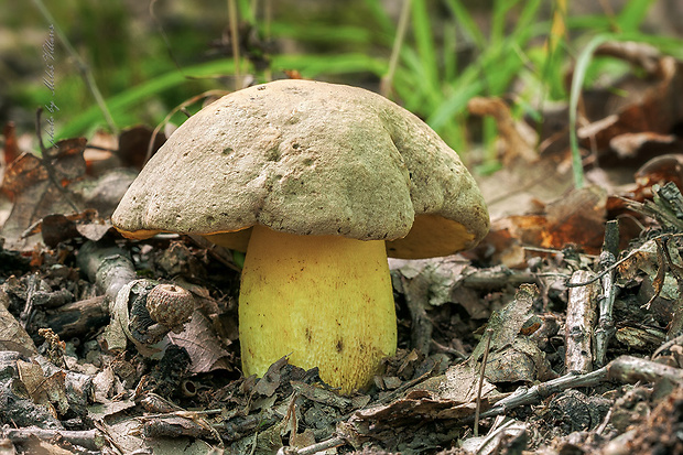 hríb striebristý Butyriboletus fechtneri (Velen.) D. Arora & J.L. Frank