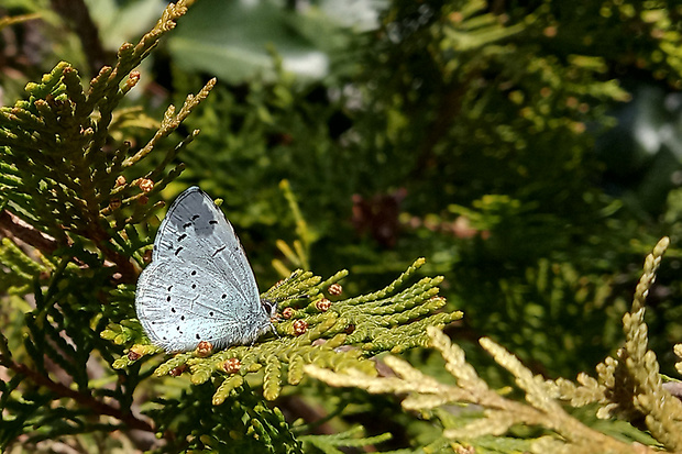 modráčik krušinový Celastrina argiolus