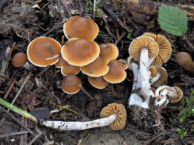 pavučinovec strakatý Cortinarius albovariegatus (Velen.) Melot