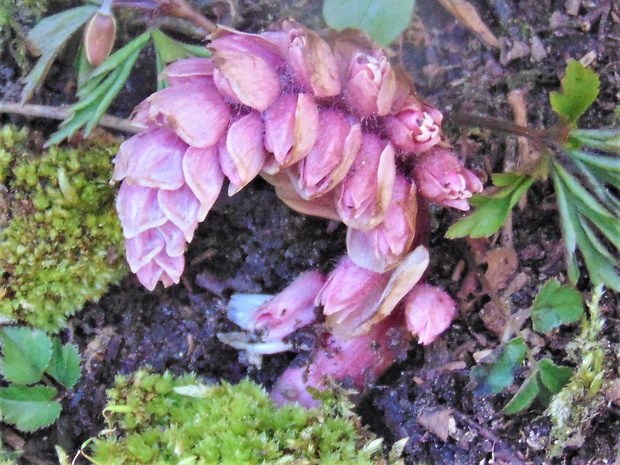 zubovník šupinatý Lathraea squamaria L.