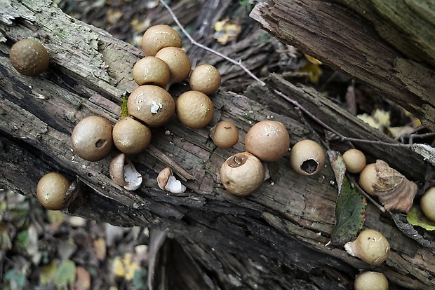 prášnica hruškovitá Lycoperdon pyriforme Schaeff.