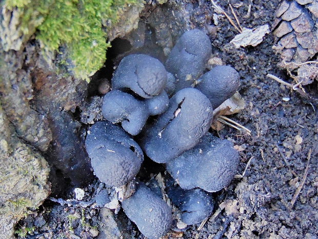 drevnatec Xylaria sp.