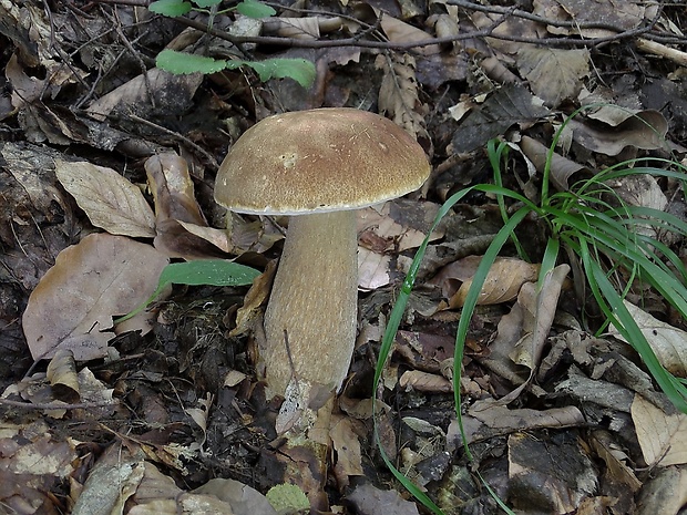 hríb dubový Boletus reticulatus Schaeff.