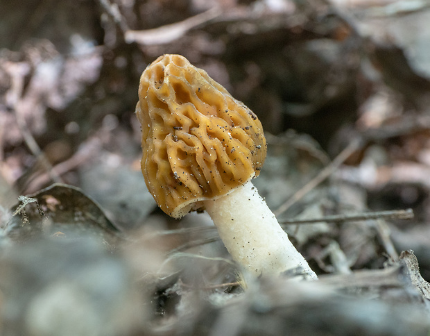 smrčkovec český Verpa bohemica (Krombh.) J. Schröt.