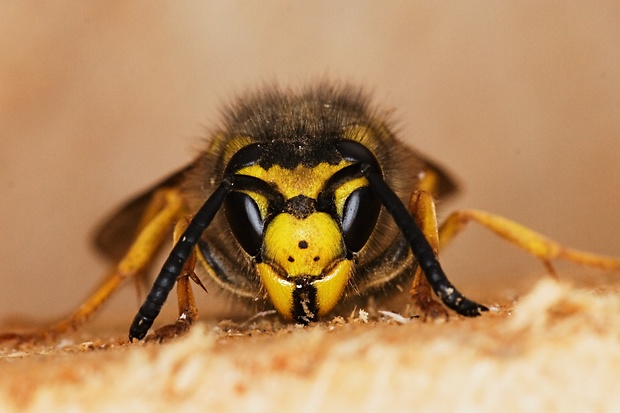 osa útočná Vespula germanica