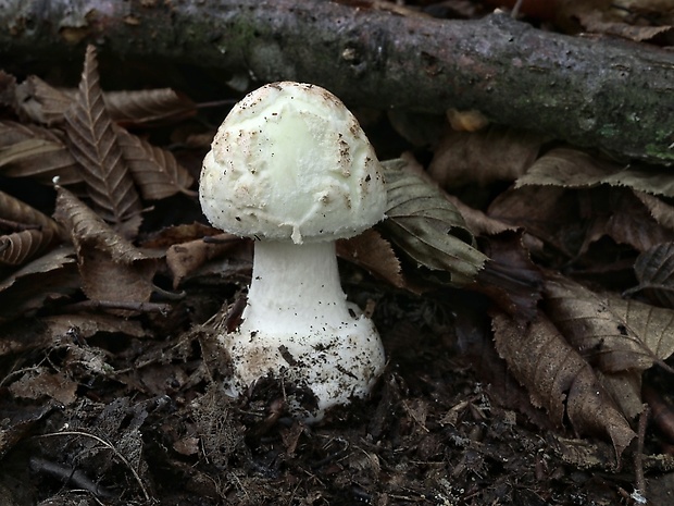 muchotrávka citrónovožltá Amanita citrina Pers.