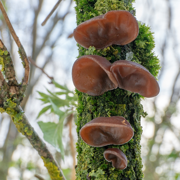 uchovec bazový Auricularia auricula-judae (Bull.) Quél.