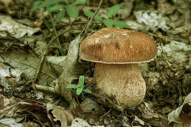 hríb dubový Boletus reticulatus Schaeff.