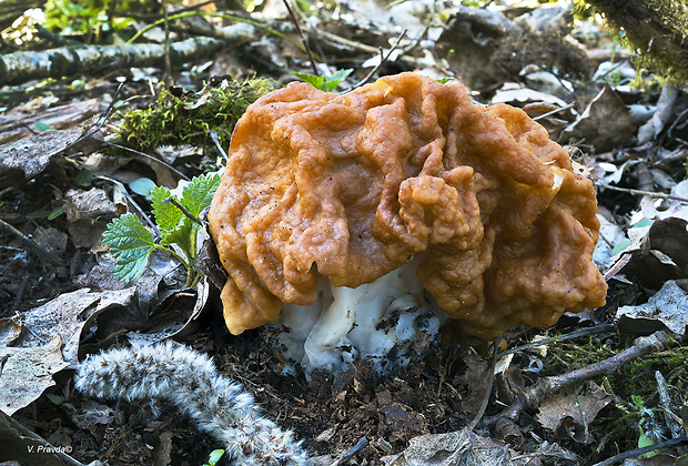 ušiak obrovský Gyromitra gigas (Krombh.) Cooke