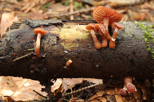 smeťovka zimná Tubaria furfuracea (Pers.) Gillet