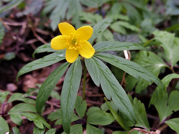 veternica iskerníkovitá Anemone ranunculoides L.