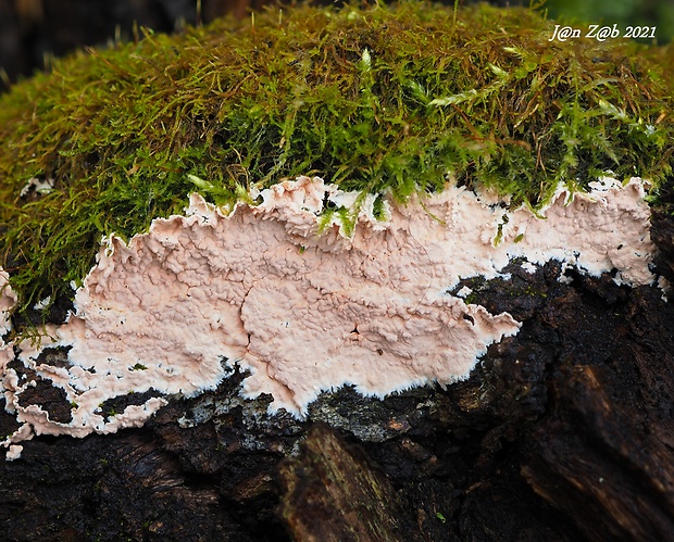 kôrovka ružová Corticium roseum Pers.