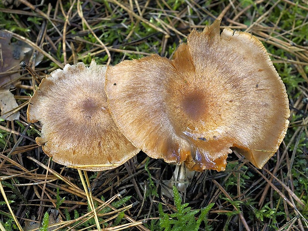 pavučinovec drsnohlúbikový Cortinarius erugatus (Weinm.) Fr.
