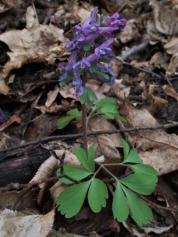 chochlačka plná Corydalis solida (L.) Clairv.