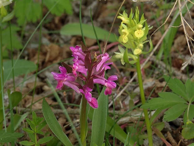 vstavačovec bazový Dactylorhiza sambucina (L.) Soó