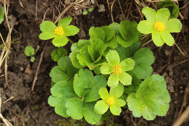 hviezdnatec čemericový Hacquetia epipactis (Scop.) DC.