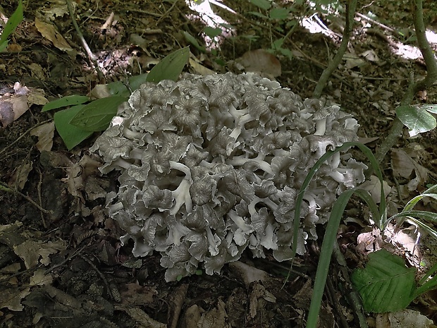 trúdnik klobúčkatý Polyporus umbellatus (Pers.) Fr.