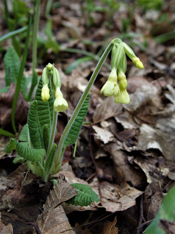 prvosienka vyššia Primula elatior (L.) L.