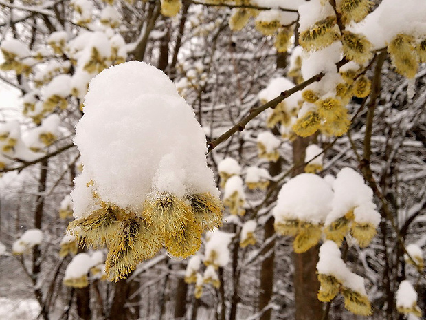 vŕba rakyta Salix caprea L.