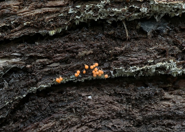 vlasnačka Trichia sp.