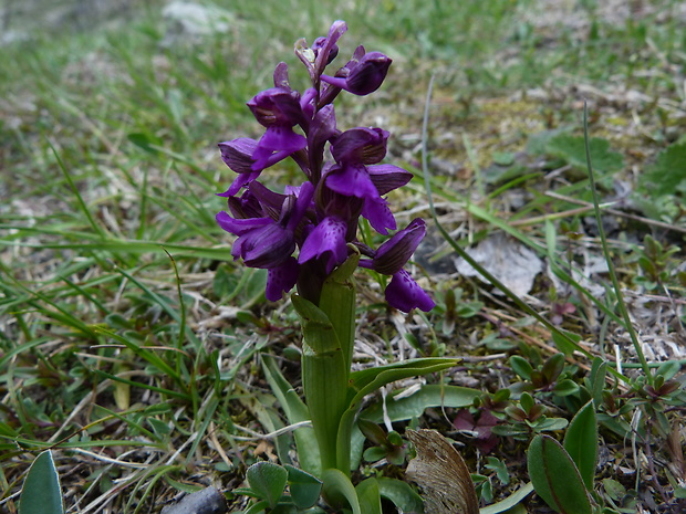 červenohlav obyčajný Anacamptis morio (L.) R. M. Bateman, A. M. Pringeon & M. W. Chase