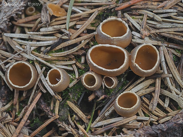 pohárik spáleniskový Geopyxis carbonaria (Alb. & Schwein.) Sacc.