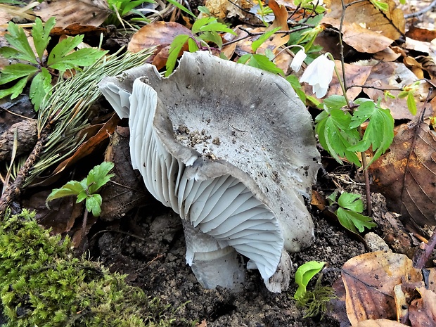 šťavnačka marcová Hygrophorus marzuolus (Fr.) Bres.