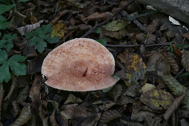 rýdzik kravský Lactarius torminosus (Schaeff.) Gray