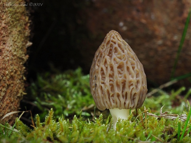 smrčok kužeľovitý Morchella conica Pers.