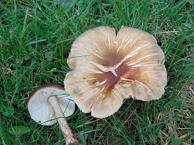 štítovka Pluteus sp.