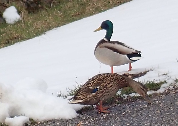 kačica divá  Anas platyrhynchos